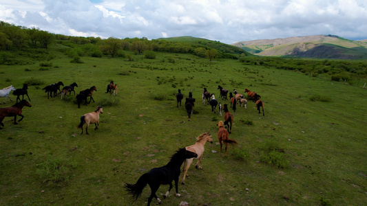 5k航拍夏季内蒙古山地草原上的马群视频