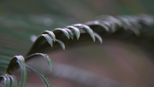 慢镜头大自然水滴雨滴绿色树叶空镜视频