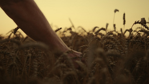 在日出早晨田间特写的小麦收获14秒视频