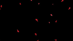 4K透明通道玫瑰花瓣素材30秒视频