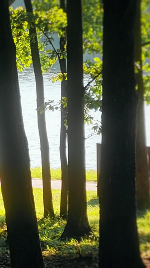 森林湖边骑着自行车的人世界骑行日13秒视频