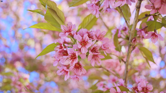 4K樱花视频