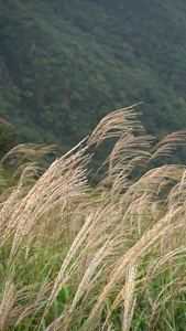 江西武功山芦苇高山草甸自然风光视频