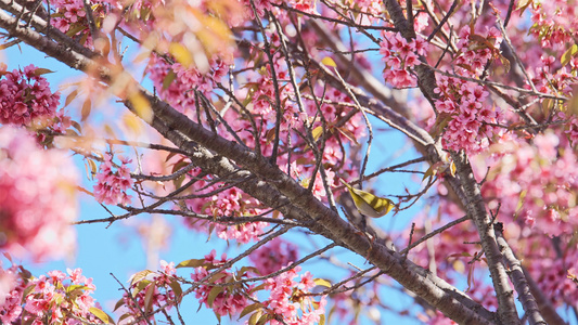 4K樱花树上觅食的小鸟视频