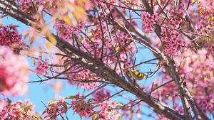4K樱花树上觅食的小鸟20秒视频