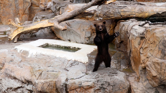 动物园里的黑熊视频