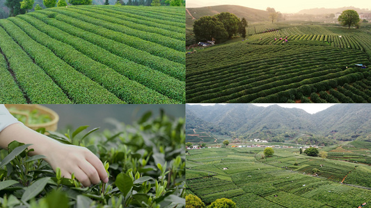 茶园茶山合集视频