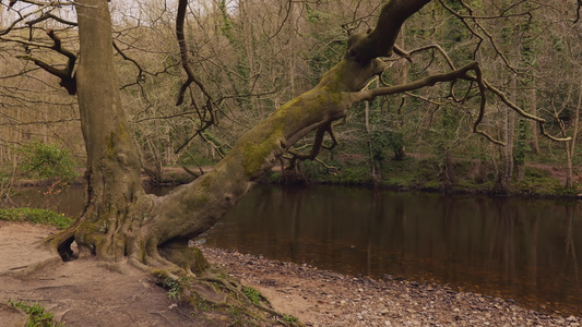 河边的一棵有趣的树视频