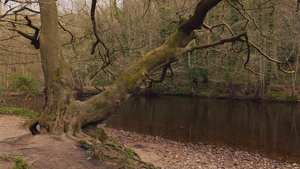 河边的一棵有趣的树23秒视频