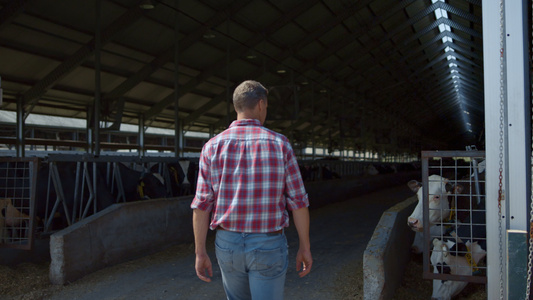 在现代畜牧场喂奶之前农民在牛棚里行走视频