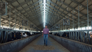 农场主步行谷仓检查现代牛棚的牛奶生产阶段28秒视频