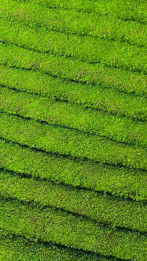 大疆御2航拍茶山茶园春茶节84秒视频