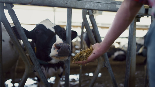 农民在牛棚里用手喂养牛群视频