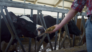 农民把干草给站在谷仓里的奶牛22秒视频