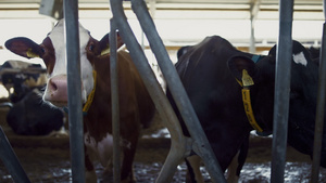 奶牛站在摊位上看着相机在牛棚特写22秒视频