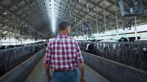 农业专家分析现代牛棚奶牛场生产过程15秒视频