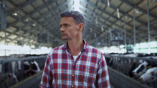 牲畜专家在奶牛排之间步行农场检查牛棚视频