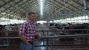 农夫站着奶牛摊靠在栅栏上17秒视频