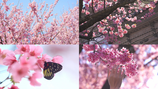 春天粉色樱花合集视频