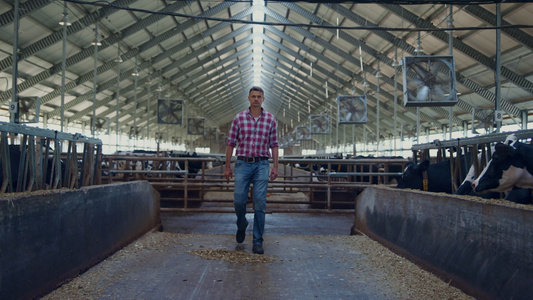 农业企业主在牛棚之间走动在牲畜摊位之间检查奶牛视频