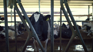 牲畜饲养现代牛棚10秒视频