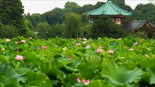 唯美自然景色池塘荷花魅力绽放荷花视频