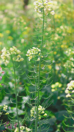 油菜花海女性观花背影春暖花开20秒视频