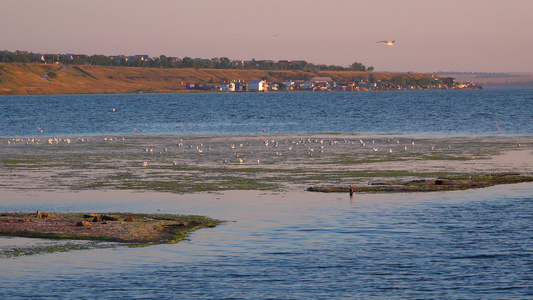 鸟儿栖息在沙地岛屿上河口乌黑视频