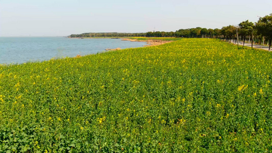 航拍美丽阳澄湖边金黄油菜花视频