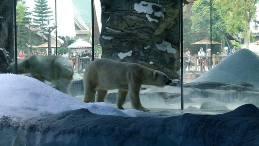 动物园里的北极熊[虎园]视频