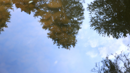 水中天空和树的倒影视频
