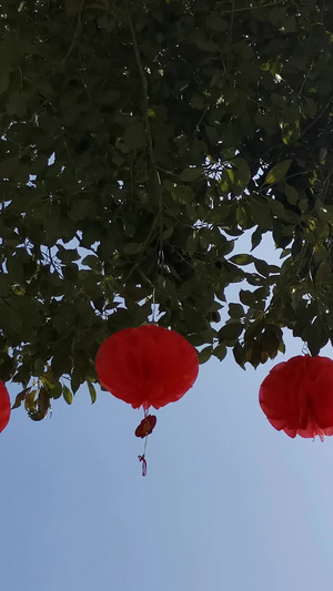 风吹树上红灯笼装饰品22秒视频