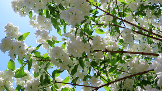 花园里郁郁葱葱的茉莉花灌木的树枝蓝天背景中风中的白色视频