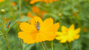 花园蜜蜂21秒视频