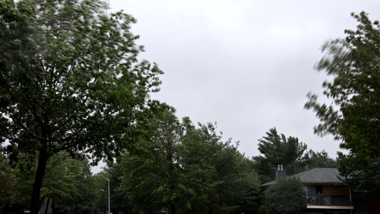 暴风雨和大雨期间的树木强风吹树视频