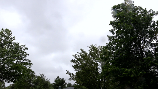 暴雨下大雨强风强飓风时吹树木的恶劣天气风暴视频