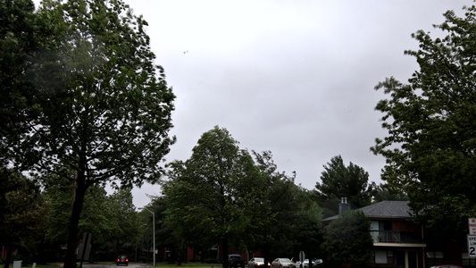 暴雨下大雨强风强飓风时吹树木的恶劣天气风暴视频