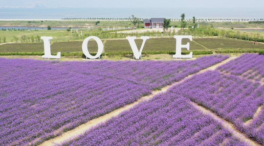 航拍浪漫的薰衣草庄园视频