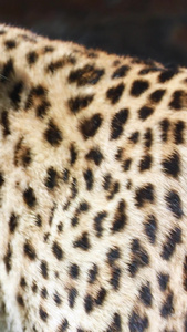 多角度近距离濒危保护动物花豹素材合集野生动物视频