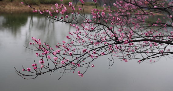 下雪天湖边盛开的梅花视频