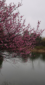 下雪天湖边盛开的梅花视频