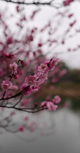 下雪天湖边盛开的梅花视频