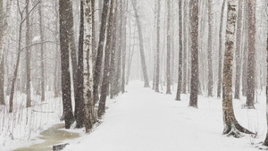 慢速视频随着树林中的大雪大片的雪花野生公园冬天的树木29秒视频