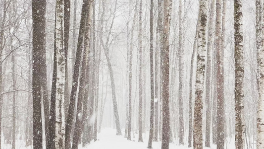 慢速视频随着树林中的大雪大片的雪花野生公园冬天的树木视频