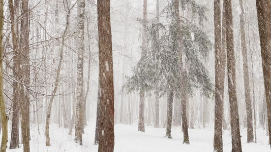 慢速视频随着树林中的大雪大片的雪花野生公园冬天的树木视频