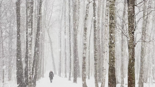 慢速视频随着树林中的大雪大片的雪花野生公园冬天的树木视频