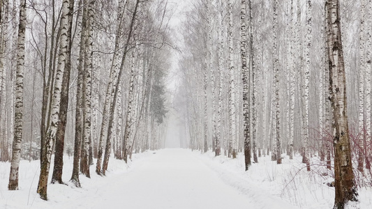 树林中的大雪视频