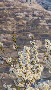 美丽乡村开满樱花的山谷延时摄影樱桃花视频