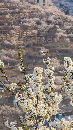 美丽乡村开满樱花的山谷延时摄影樱桃花21秒视频