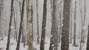 慢速视频随着树林中的大雪大片的雪花野生公园冬天的树木18秒视频